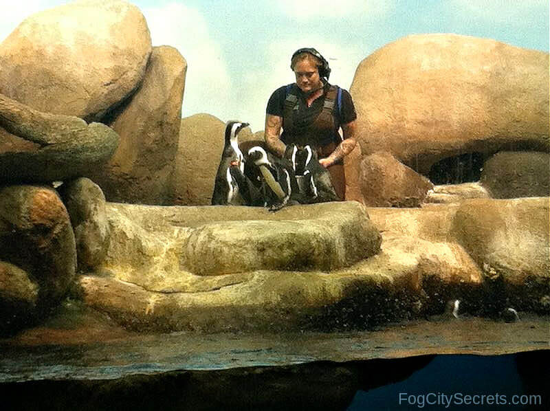 Feedings penguins at the Academy of Sciences Museum Feedings penguins at the Academy of Sciences Museum