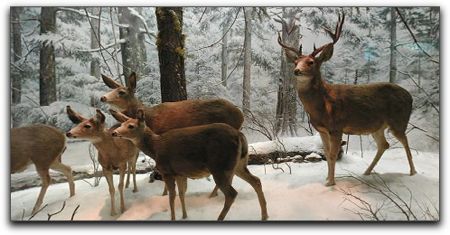 Deer in winter window display Deer in winter window display