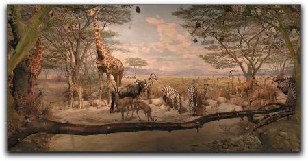 African watering hole exhibit, earlier Academy of Sciences display African watering hole exhibit, earlier Academy of Sciences display