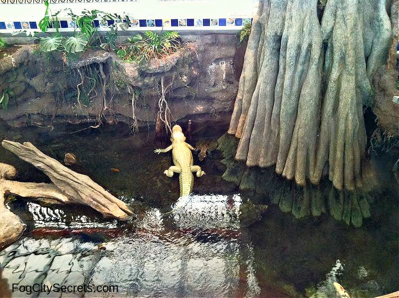 Claude the white aligator at the Steinhart Aquarium