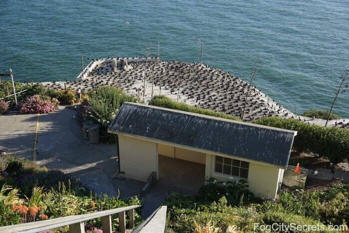 Alcatraz gardens with nesting cormorants. Alcatraz gardens with nesting cormorants.