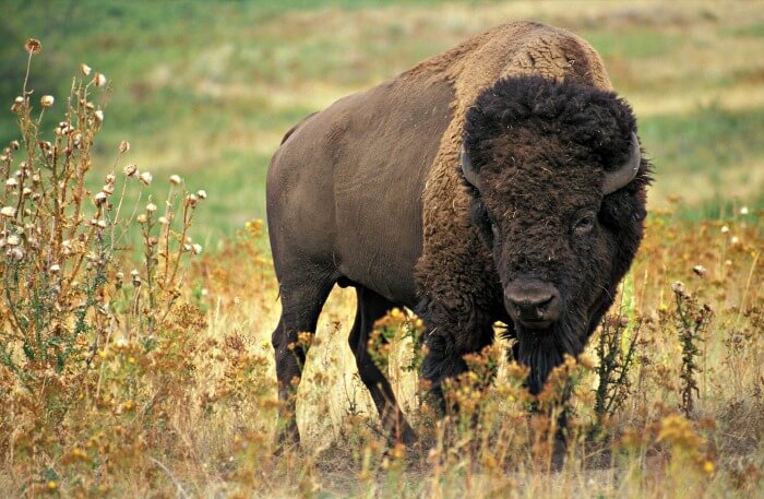 North American bison in field of dry grass. North American bison in field of dry grass.