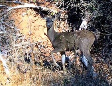 Angel Island deer Angel Island deer