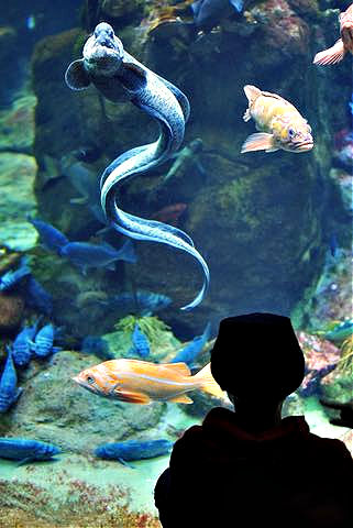 Aquarium California Academy of Sciences