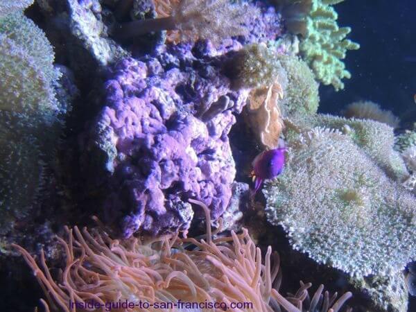 Purple coral at the SF Aquarium of the Bay at Pier 39 Purple coral at the SF Aquarium of the Bay at Pier 39