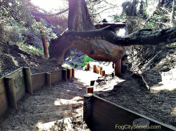 Arched tree across path to Mile Rock Beach Arched tree across path to Mile Rock Beach