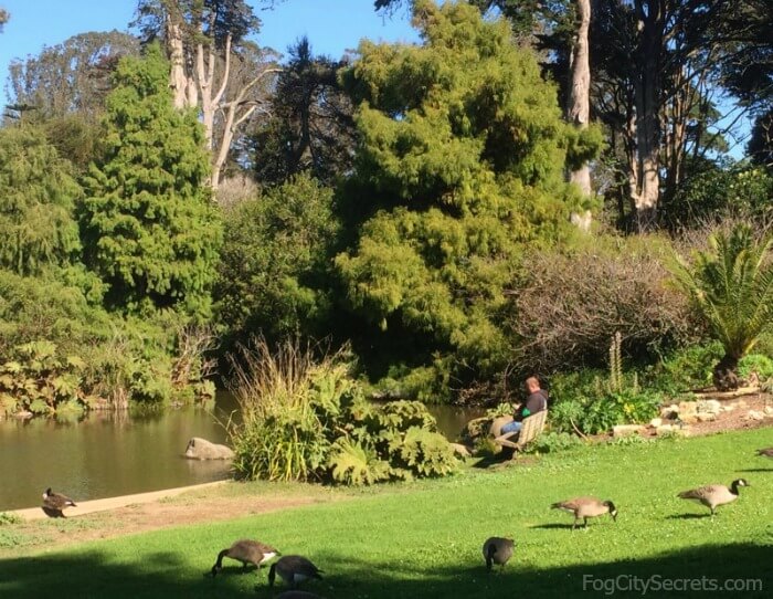 gęsi w stawie wodnym, Ogród Botaniczny w San Francisco