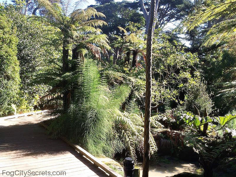 Walkway into Ancient Plants Garden at the SF Botanical Gardens