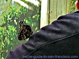 Butterfly on sleeve, in the Rainforest of the Academy of Sciences Museum Butterfly on sleeve, in the Rainforest of the Academy of Sciences Museum