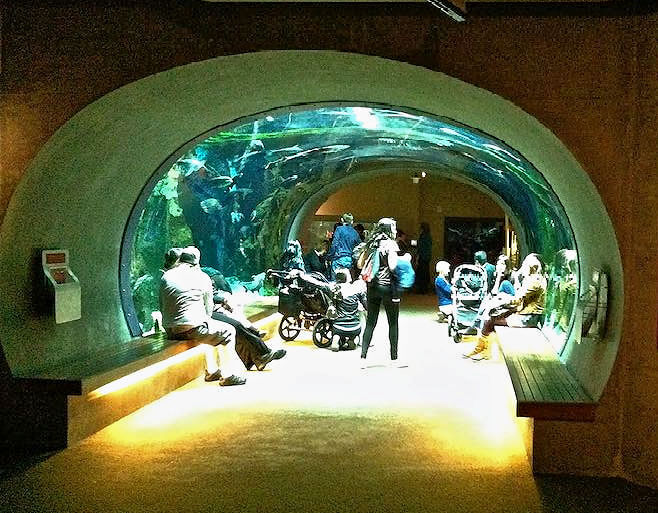 Under the flooded Amazon floor, Rainforest Dome