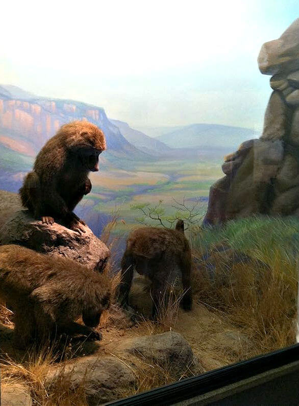Baboons in the African Hall