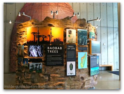 Academy of Sciences, San Francisco, baobab tree billboard Academy of Sciences, San Francisco, baobab tree billboard