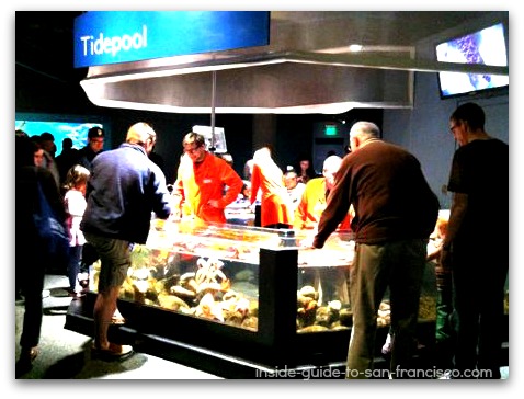 Tidepool area in remodeled Steinhart Aquarium Tidepool area in remodeled Steinhart Aquarium