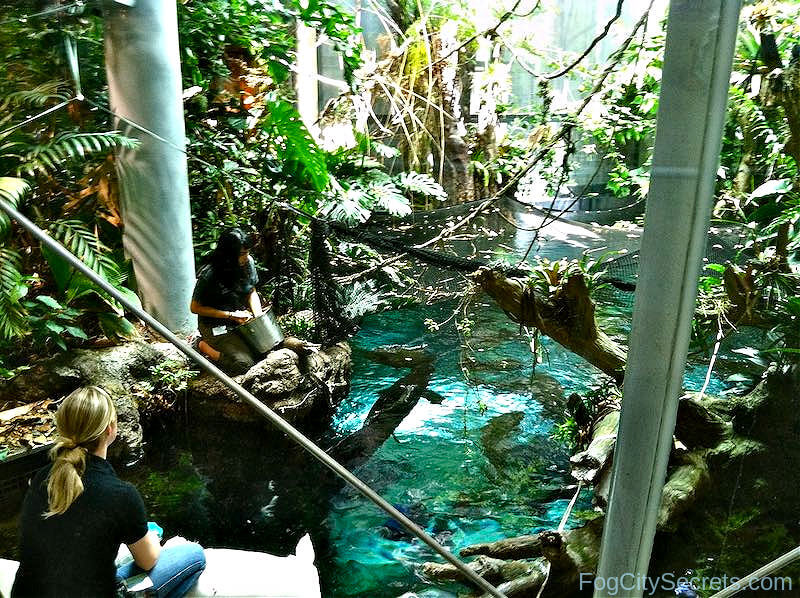 Feeding the fish in the Rainforest, academy of Sciences Museum SF