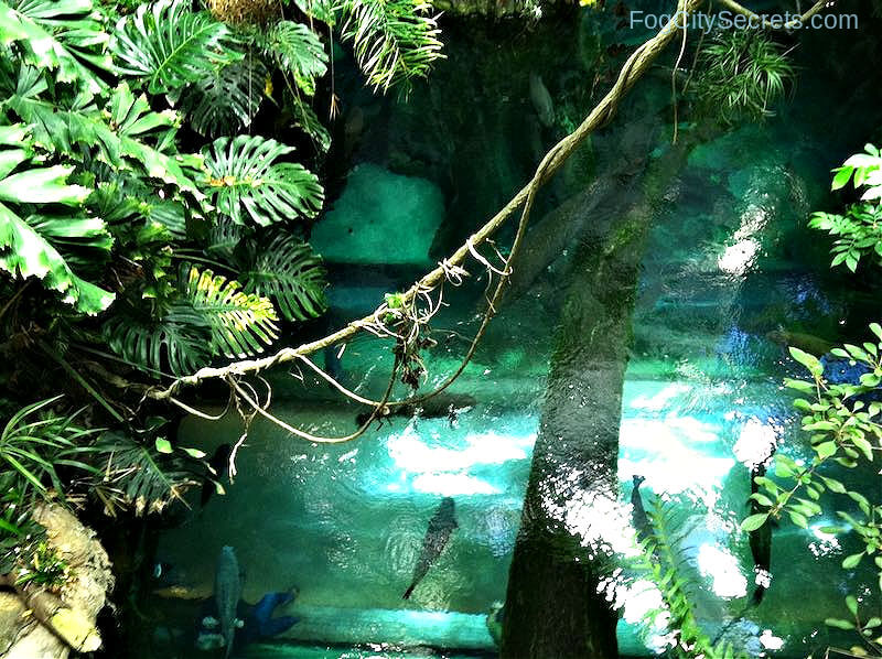 Flooded Amazon floor at the Academy of Sciences SF