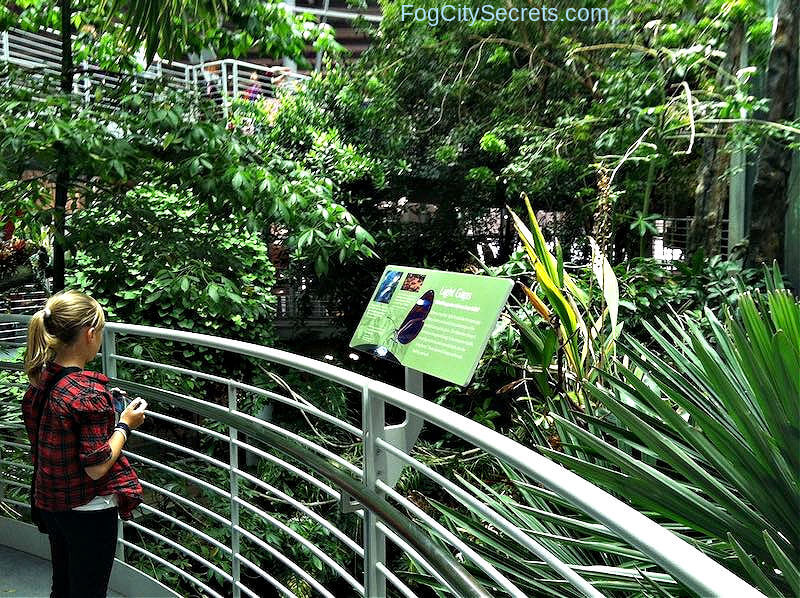 Girl in the Rainforest Dome, CA Academy of Sciences Museum
