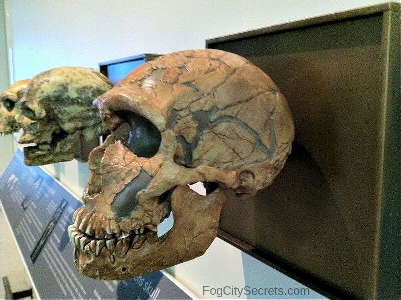 Hominid skull at the Academy of Sciences Museum Hominid skull at the Academy of Sciences Museum