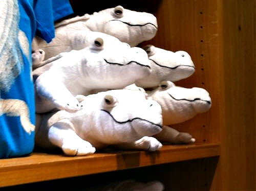 Stuffed toy alligators at the Academy of Sciences Stuffed toy alligators at the Academy of Sciences