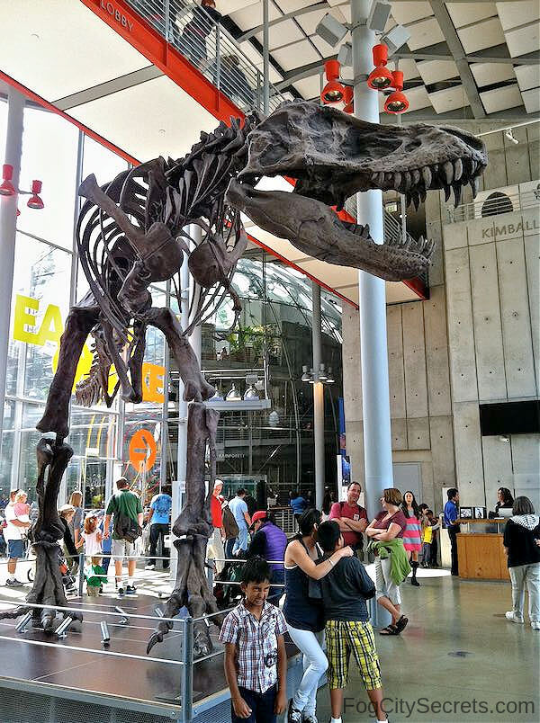 T-rex skeleton greeting visitors at the Academy of Sciences Museum in SF
