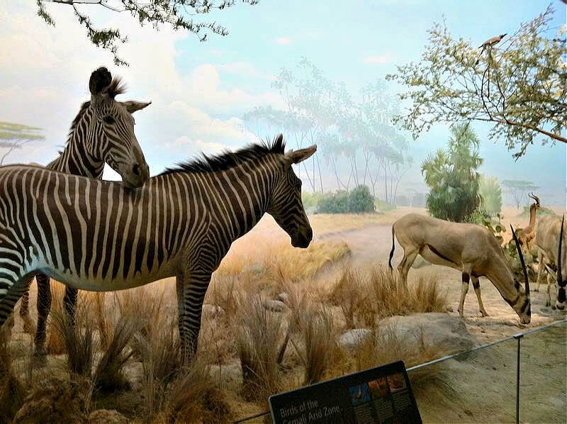 Zebras in the Natural History Museum SF