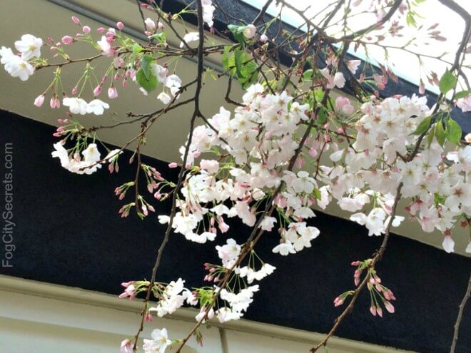 Cherry blossom branch, Peace Plaza, Japantown SF