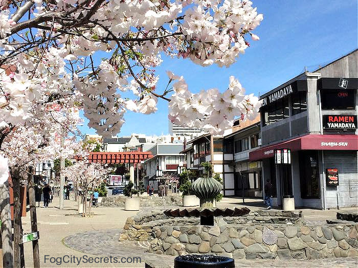 Cherry Blossom Festival Japantown San Francisco