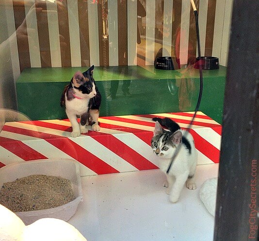 Kittens for adoption, Macy's window, San Francisco