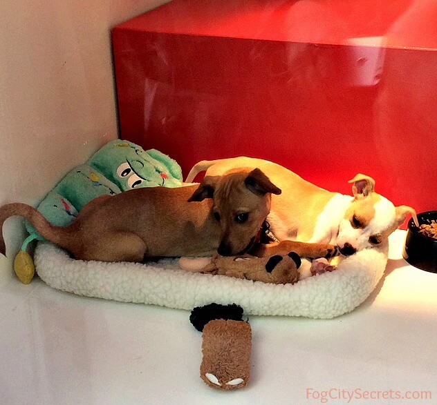 Puppies in the window, adoption by the SPCA, Christmas in San Francisco.