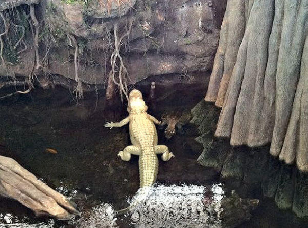 Claude the albino alligator at the California Academy of Sciences