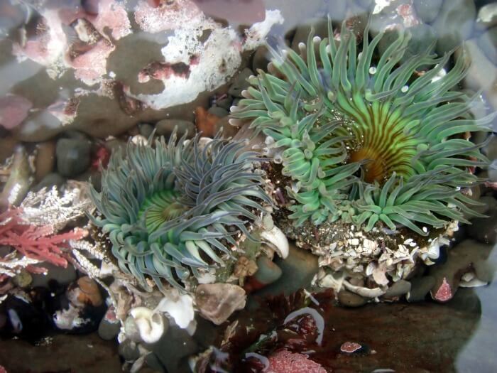 Green sea anemones fighting. Green sea anemones fighting.