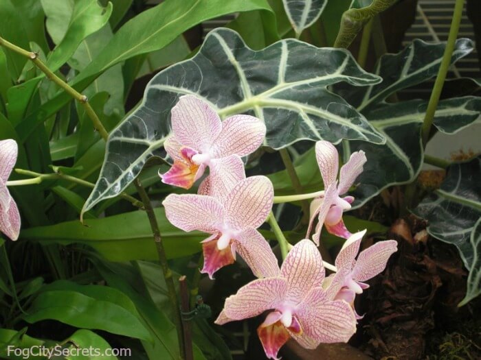 lyserøde orkideer i konservatoriet for blomster, Golden Gate Park