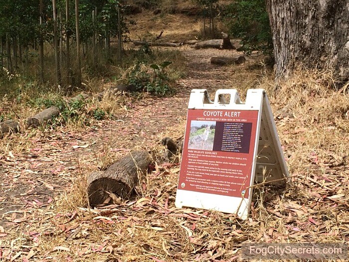 Coyote Warning, Recent Sighting Coyote warning sign in Pine Lake Park