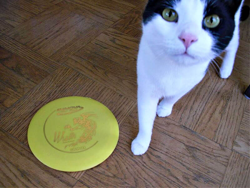 Tuxedo cat with a yellow disc golf frisbee Tuxedo cat with a yellow disc golf frisbee