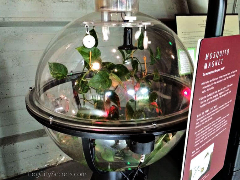 Plexiglass ball of mosquitos to test your hand's attractiveness