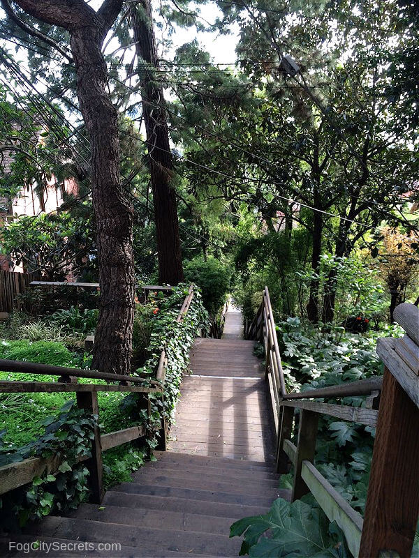 Lush vegetation on the Filbert Street Stairs