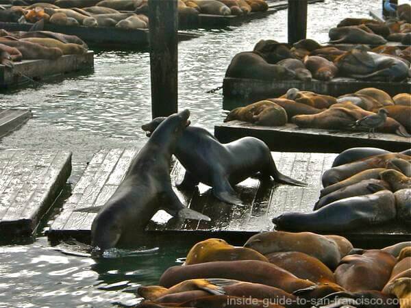 Protecting the Sea Lions at Fisherman's Wharf - City Experiences