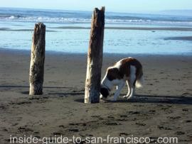 Dog at the Fort Funston beach Dog at the Fort Funston beach