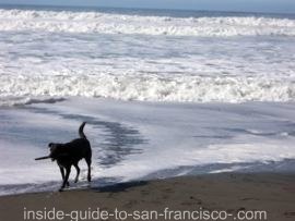 Dog in the surf at Fort Funston Dog in the surf at Fort Funston