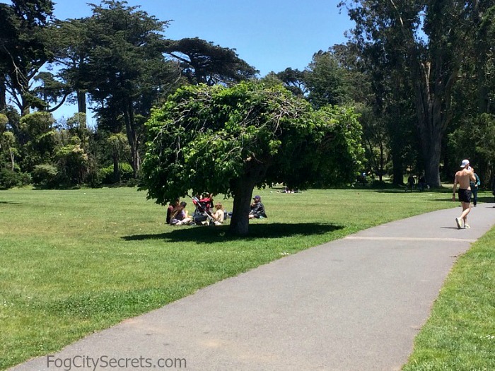 Janis Joplin Tree Janis Joplin Tree, Golden Gate Park