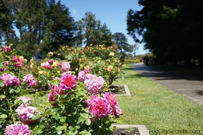 roze en gele rozen bloeien, rozentuin, golden gate park