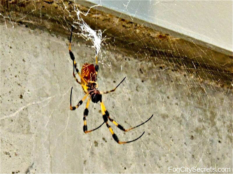 Golden Orb-weaver spider 