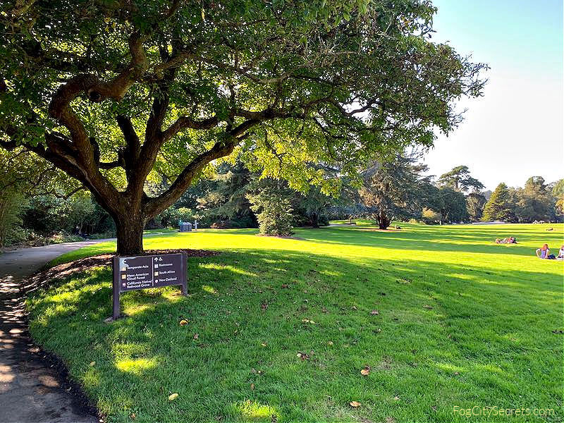 Grassy meadow at SF Botanical Gardens
