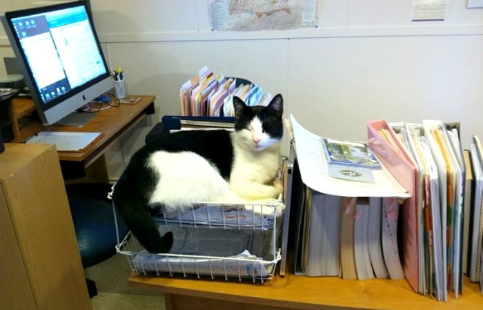 Tuxedo cat sleeping in in basket, home office