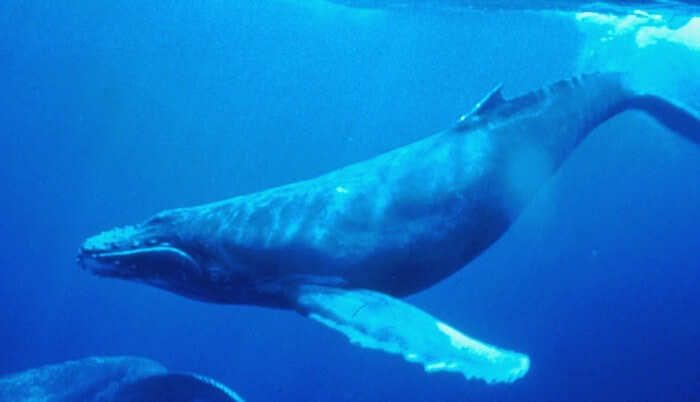 Humpback whale swimming underwater