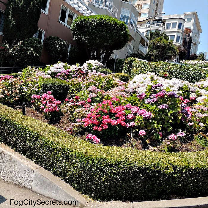 Hydrangeas blooming on Lombard Street