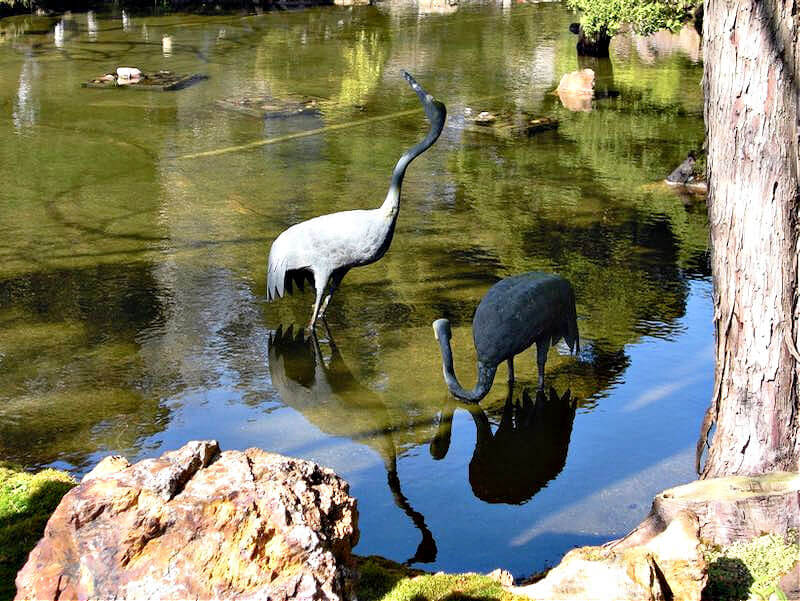  Cranes in the pond at the Japanese Tea Garden SF