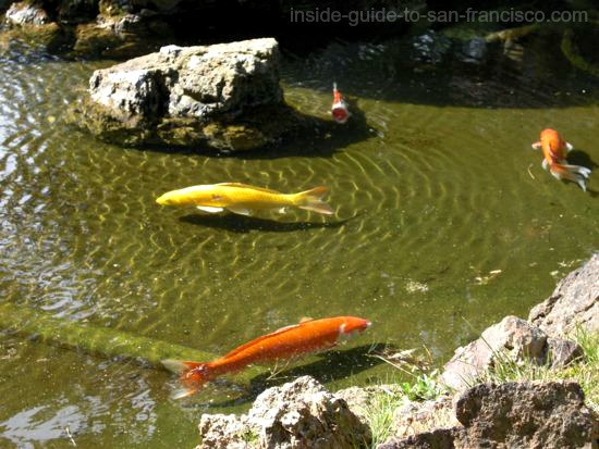 Koi Swimming Koi Swimming