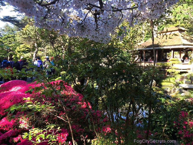 Tea Garden in spring with blooming flowers and cherry blossoms
