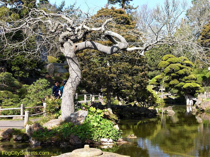 Japanese Tea Garden gnarled tree