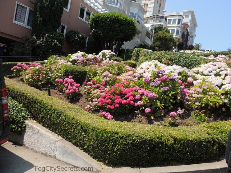 Hydrangeas blooming on Lombard Street Hydrangeas blooming on Lombard Street